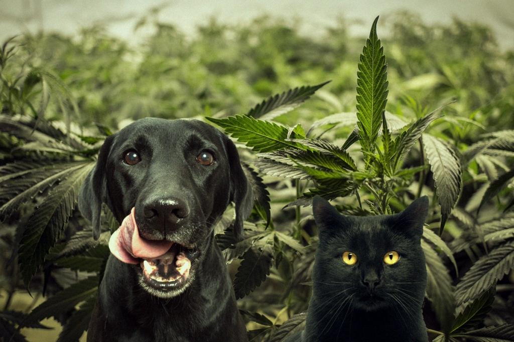 can dogs have marijuana