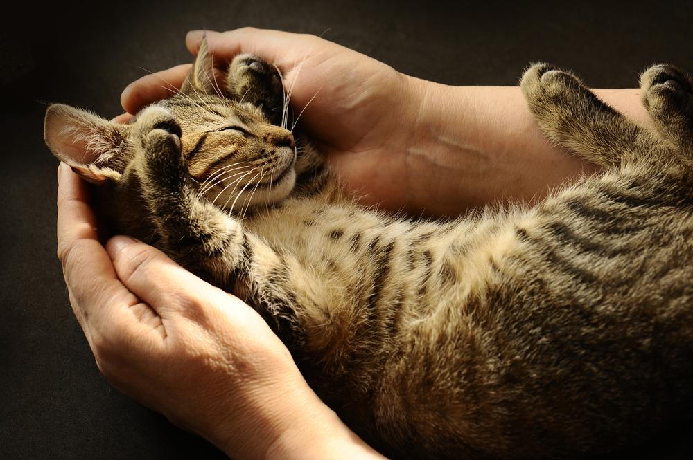small kitten being held in human hands