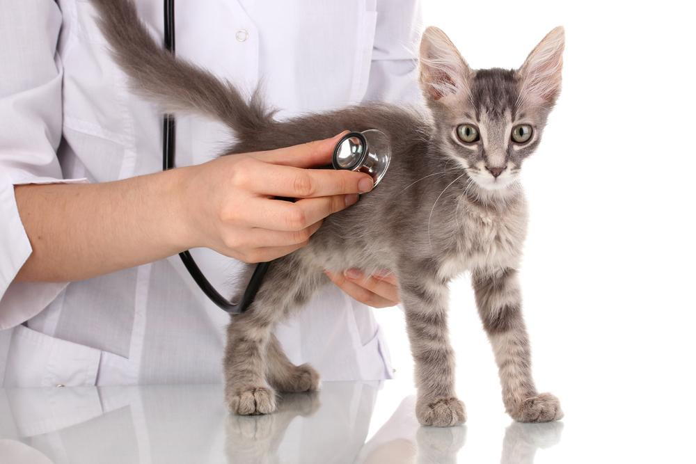 veterinarian giving a kitten an exam in order to stay healthy