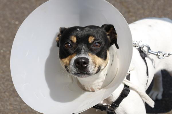 Small dog wearing a cone after surgery at Trinity Pet Hospital