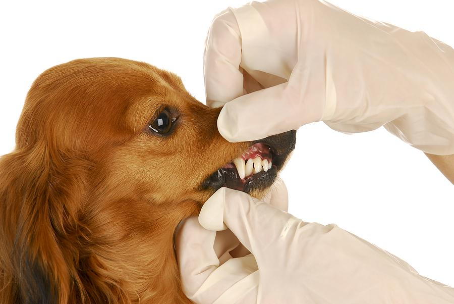 dog getting a dental exam