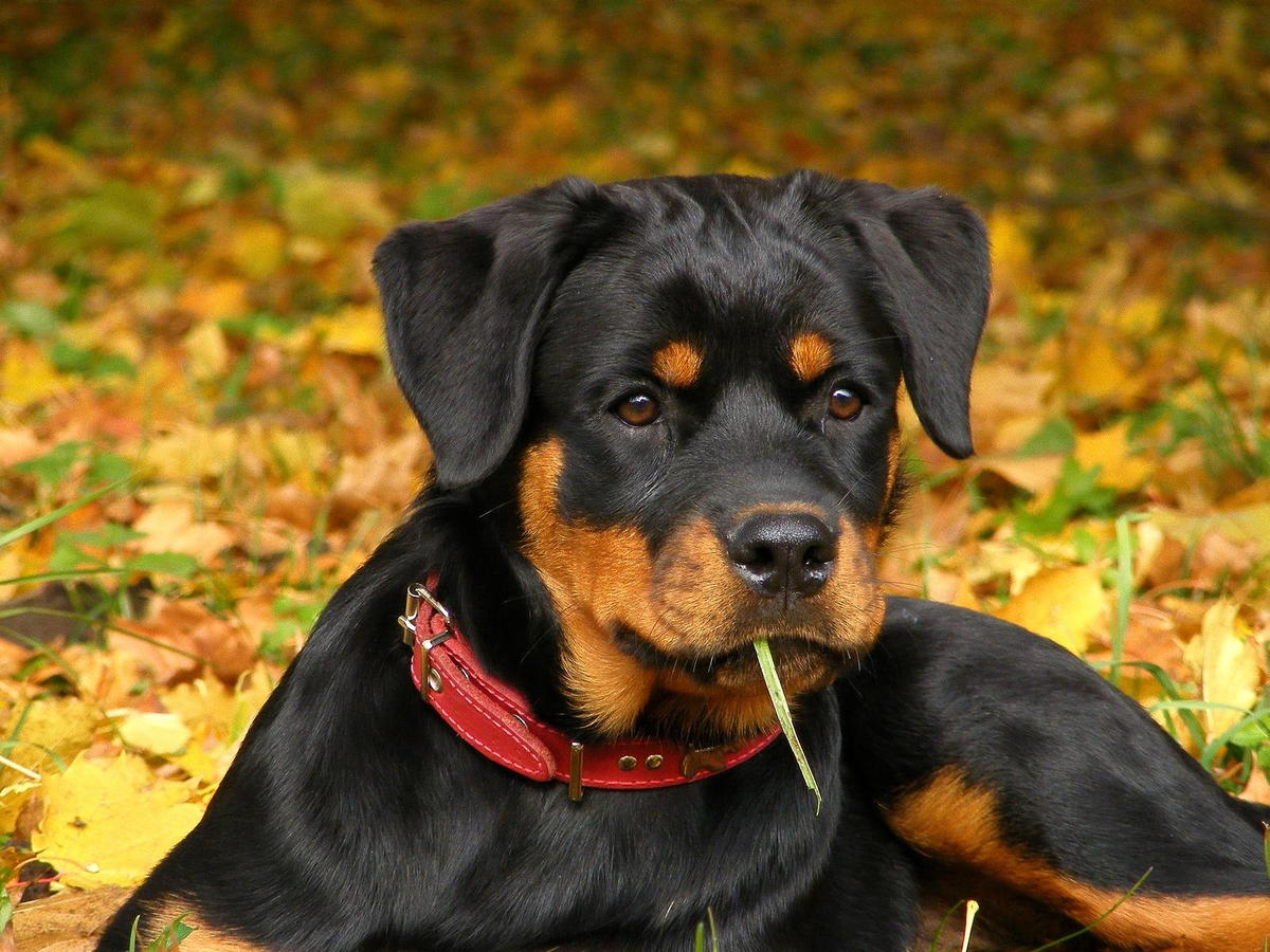 dog lying in leaves