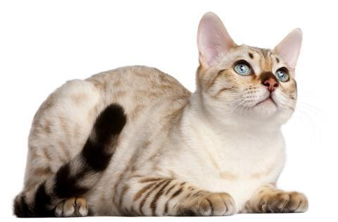 adopt_cat_Laguna_Hills