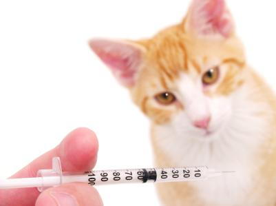 Pet Vaccinations in Laguna Hills