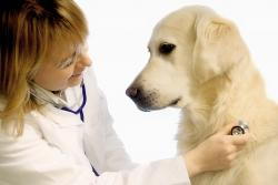 Orange County veterinarian offer pet surgery.jpg