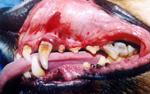 periodontitis pet veterinarian dentist langley