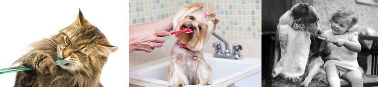 how to Brush pet teeth dentist veterinarian langley
