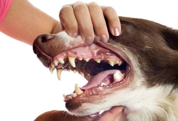 Plaque and Tartar veterinarian pet dentist langley