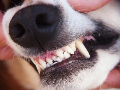 Lip Service pet dentist veterinarian in langley