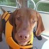 Dog in orange life jacket