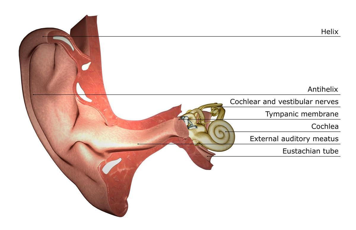 Inner ear eustachian tube labeled diagram. ear adjustment.