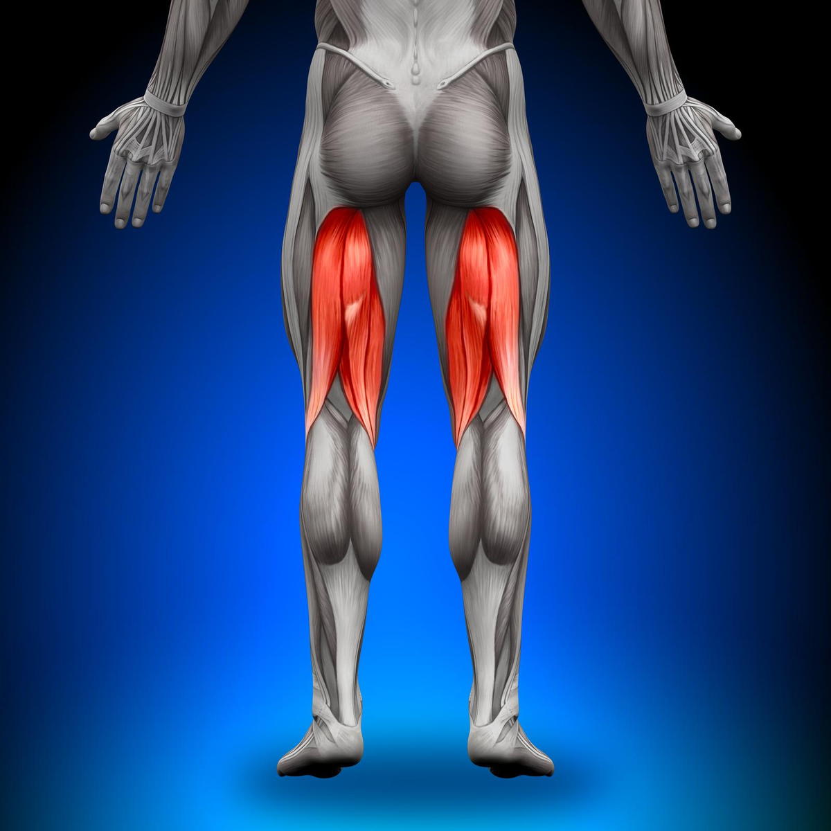 Hamstrings effect on low back pain.