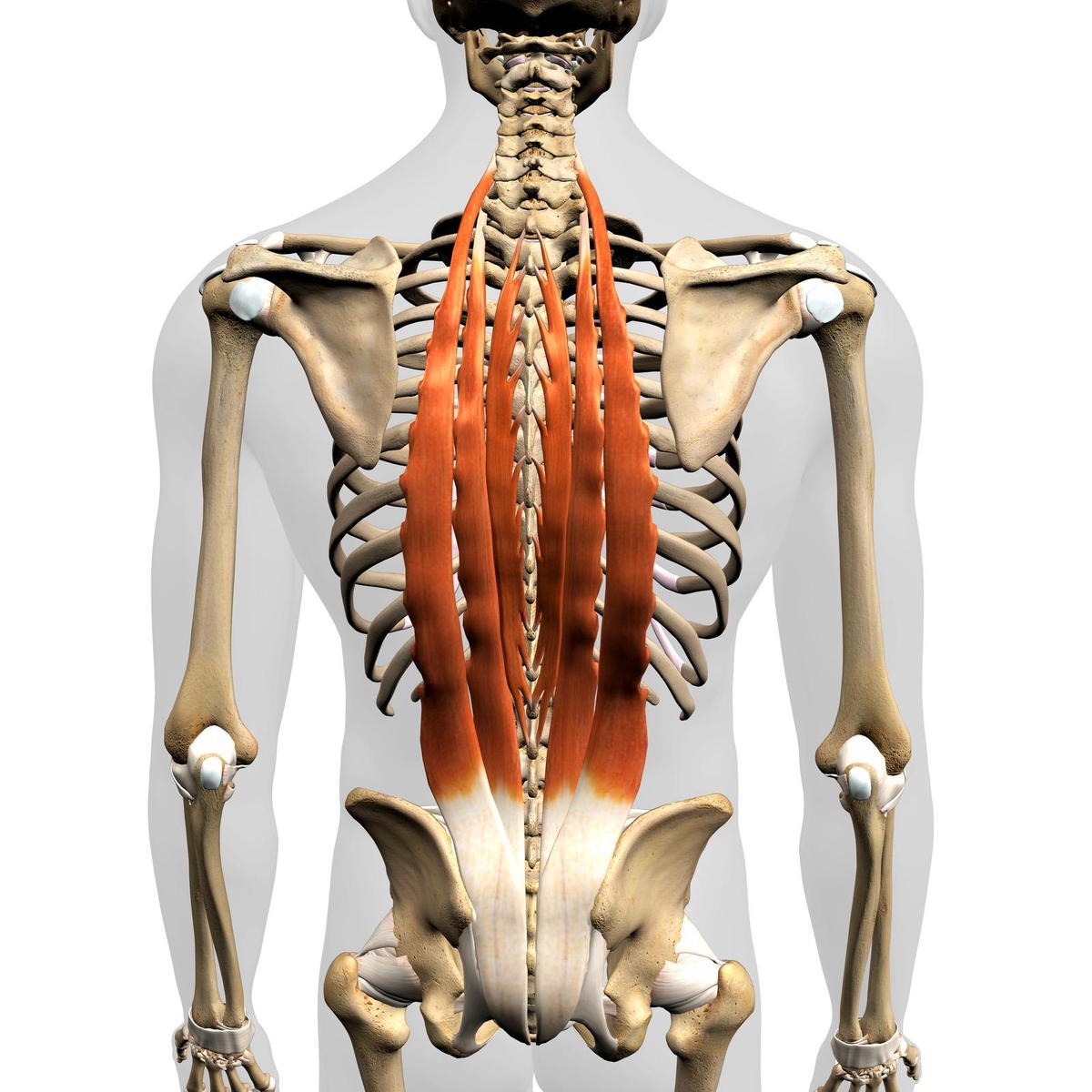 Fascial Lines, chiropractic, Low back pain