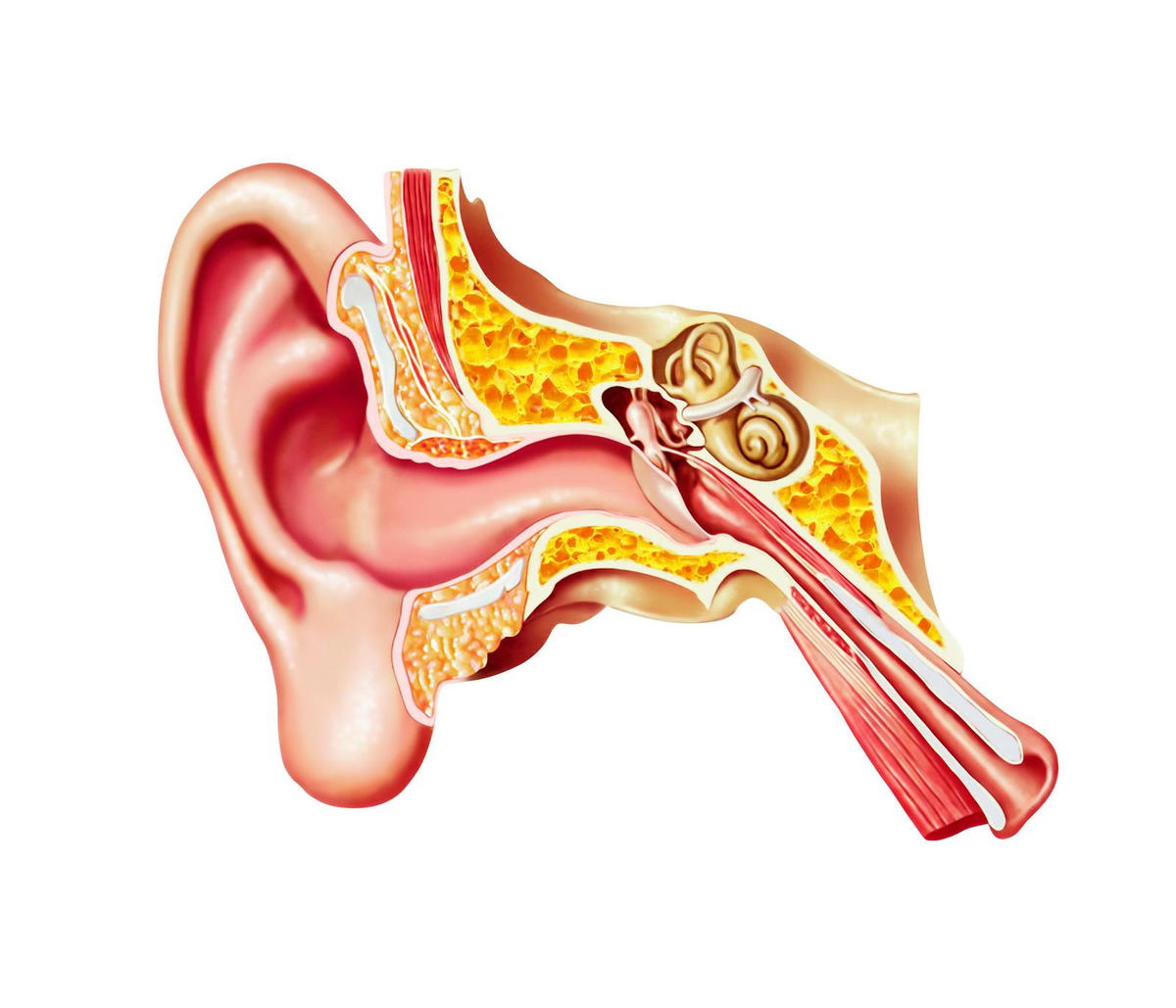 Can chiropractic care help with tinnitus, inner ear, Eustachian tube, prevention, gallatin valley chiropractic