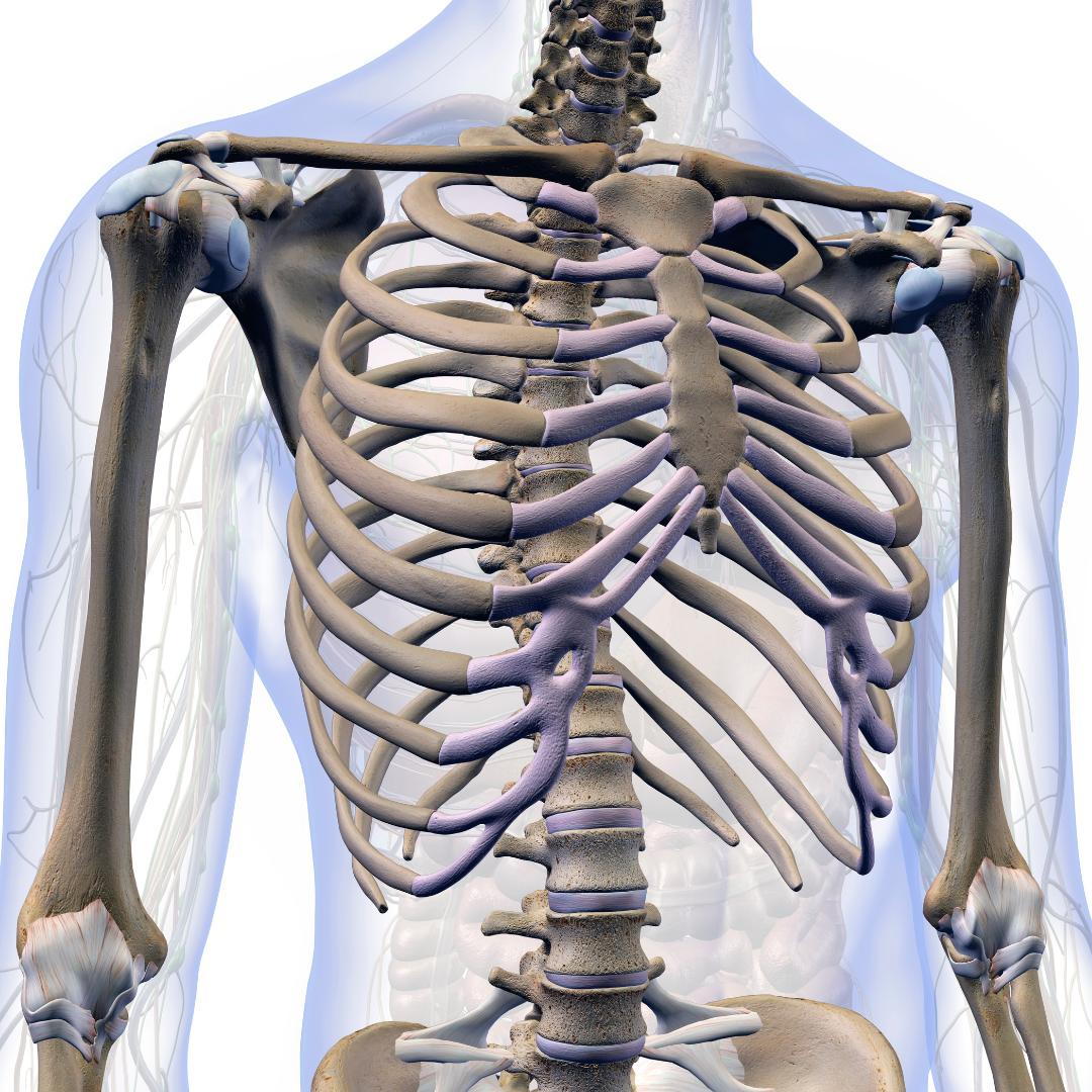 Do Chiropractors Put Bones Back in Place?