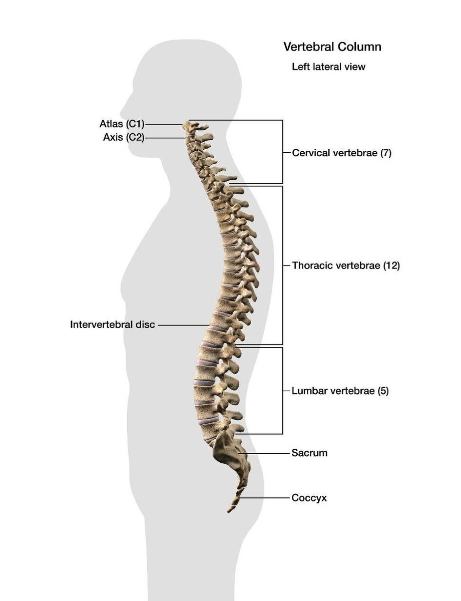 Cervical Spine Nerves and Functions  Treatment with Chiropractic Care  Gallatin Valley Chiropractic: Bozeman, MT: Back and Neck Pain, Whiplash &  More