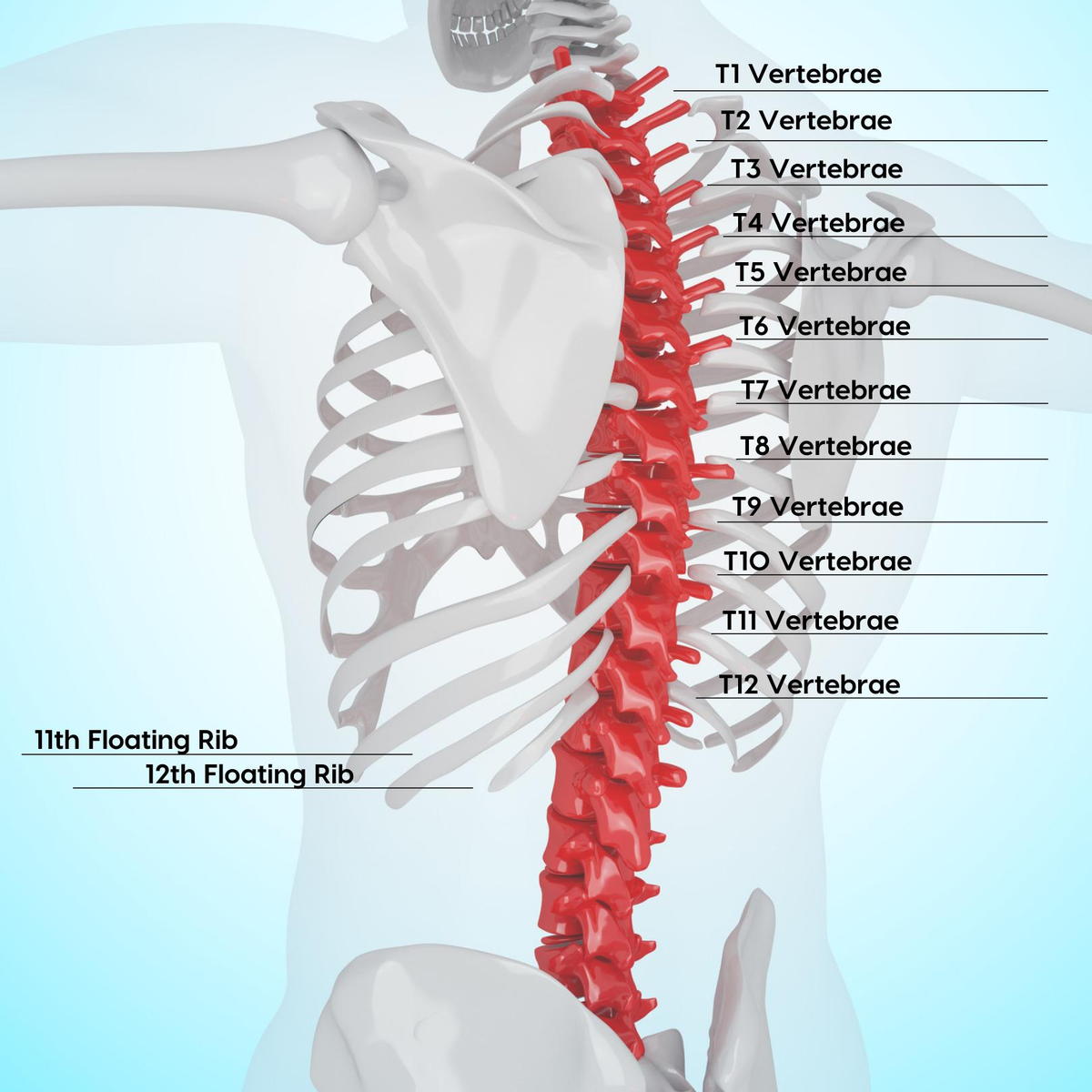 Labeled Thoracic Spine T1-T12, Spinal Nerves.