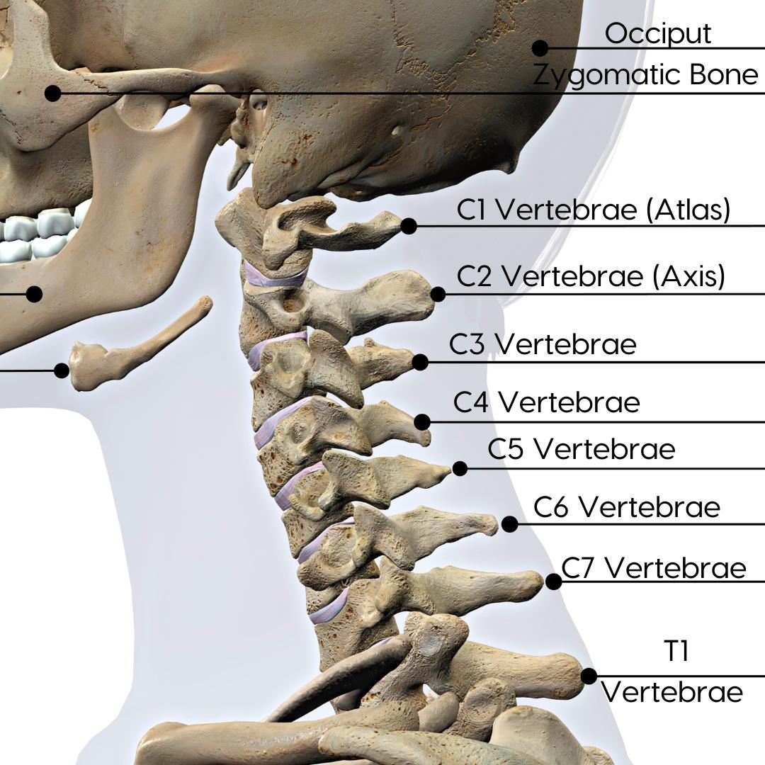 Cervical Spine Nerves and Functions | Treatment with Chiropractic Care ...