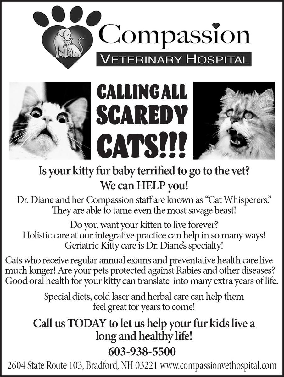 Scaredy Cats