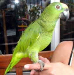 bird exotic pet vet