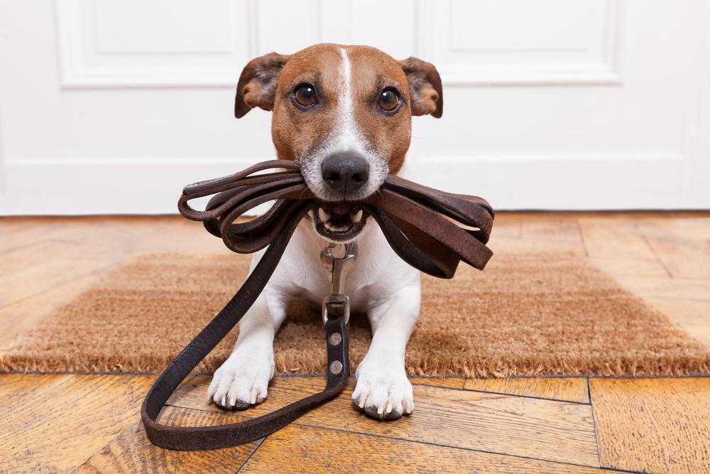 happy dog holding a leash in its mouth