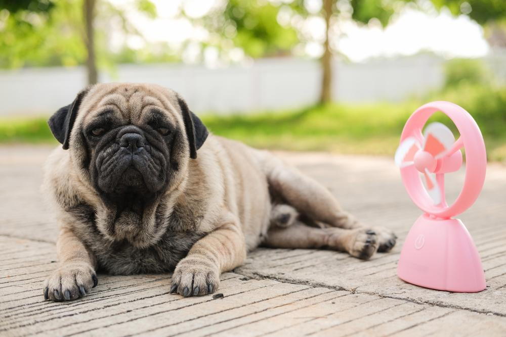 summer heat stroke prevention from our phoenix veterinarian