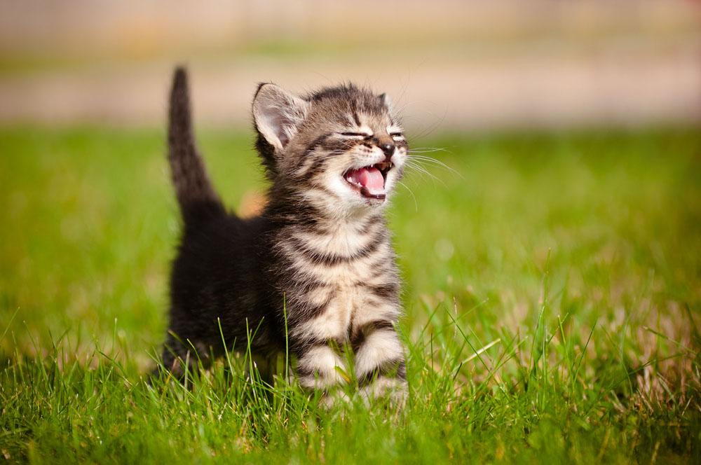 kitten playing in a field of grass