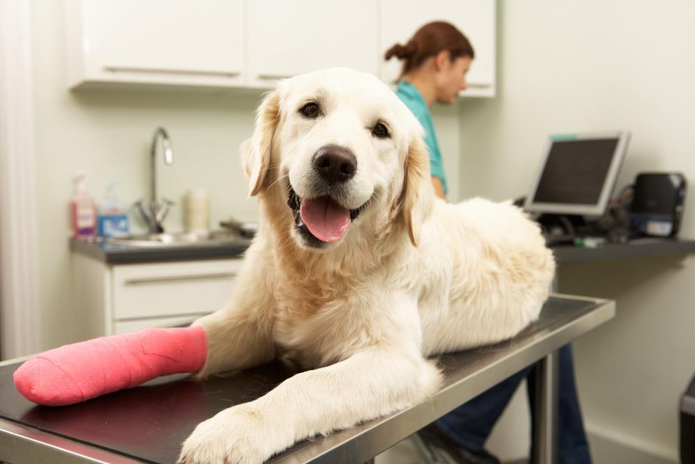 Dog with broken leg with Veterinarian