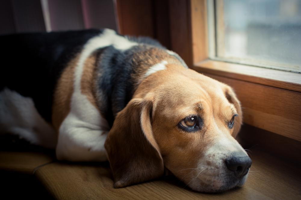 Lethargic beagle puppy needs to visit a veterinarian.