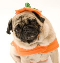 A dog wearing costume