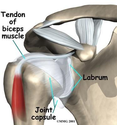 shoulder injuries and lebral tears