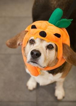 Halloween candy that is bad for dogs and cats.” class=