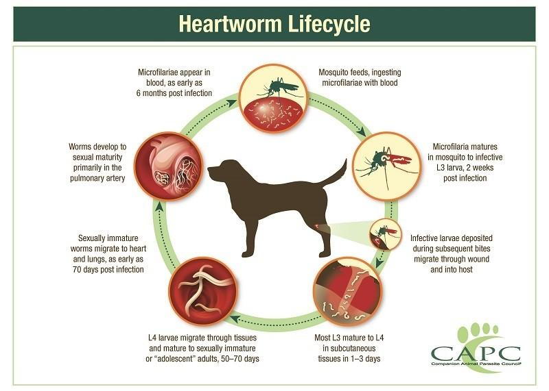 is heartworm medication necessary for indoor dogs