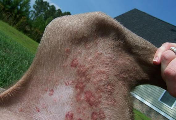 7 Common Bug Bites on Dogs and Cats Laveen Veterinary Center