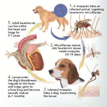 Symptoms of a dog having cheap heartworms