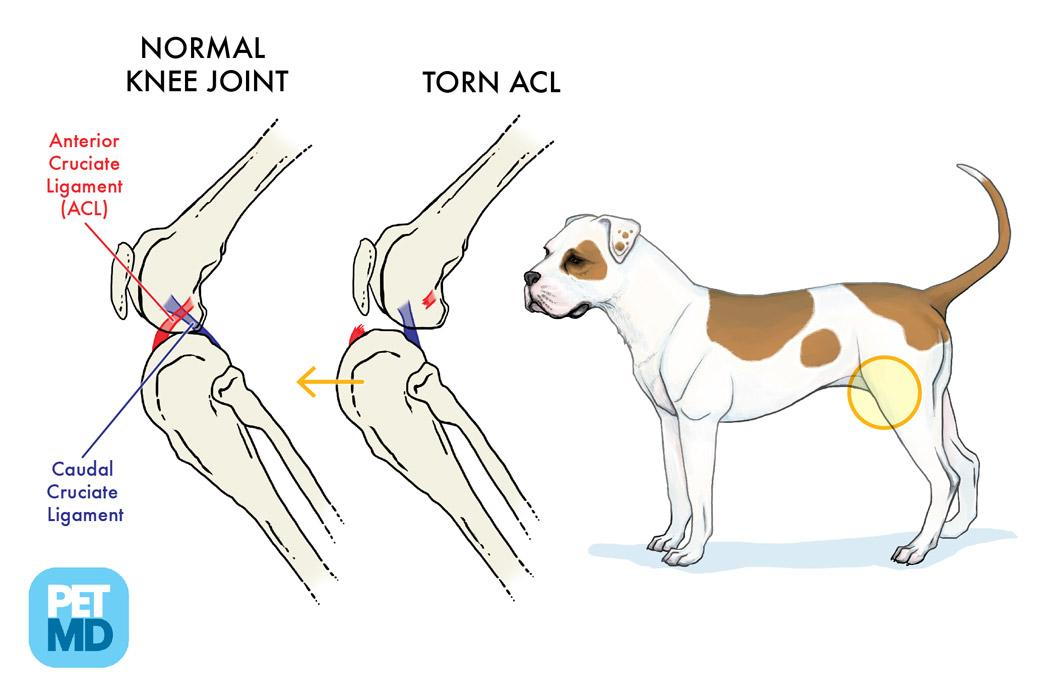 can a dog put weight on a torn acl