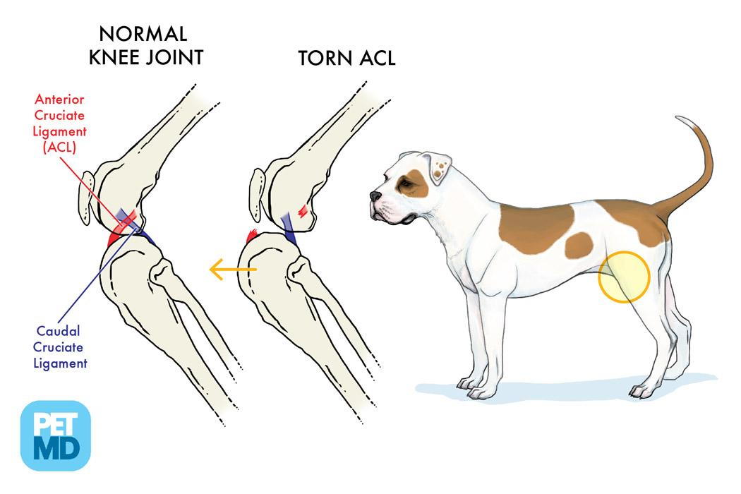 how long does it take a dogs knee to heal