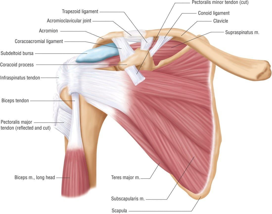 Frozen Shoulder and the Anatomy of the shoulder at your chiropractor in knoxville