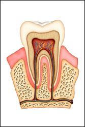 Root Canals Image