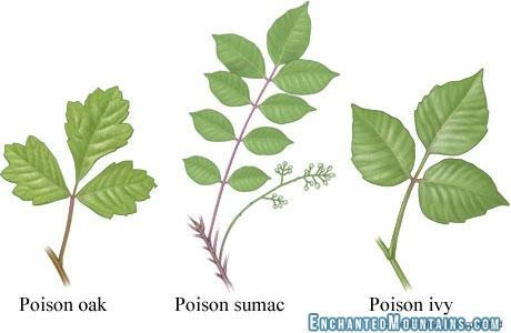 Poison ivy, Description & Poison