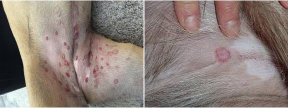 Black fly bite on dog outlet treatment