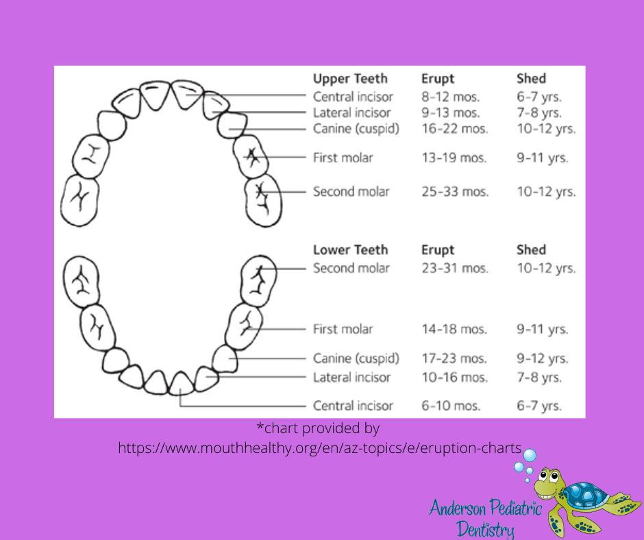 chart that shows when a child should lose a tooth