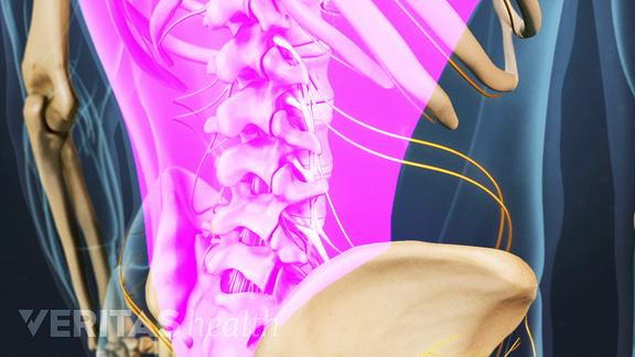 lumbar spine and muscles