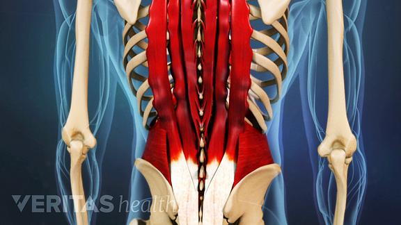 lower-back-muscles.png?u=at8tiu&use=idsla&k=c