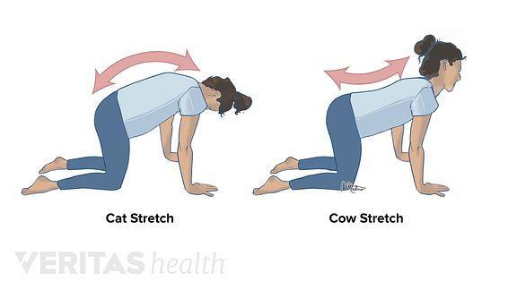 Illustration of the cat and cow yoga pose for lower back pain