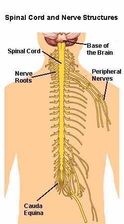 ?spinal