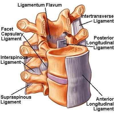 ?ligaments?