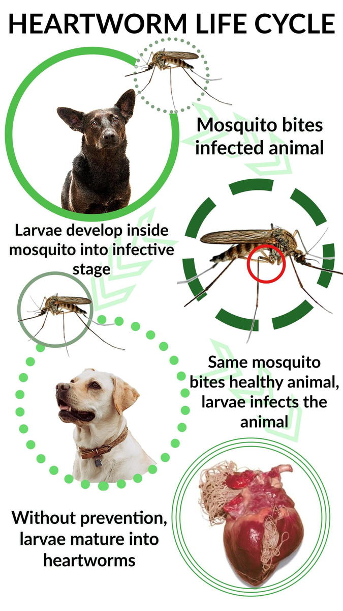 Mosquitoes best sale and heartworm