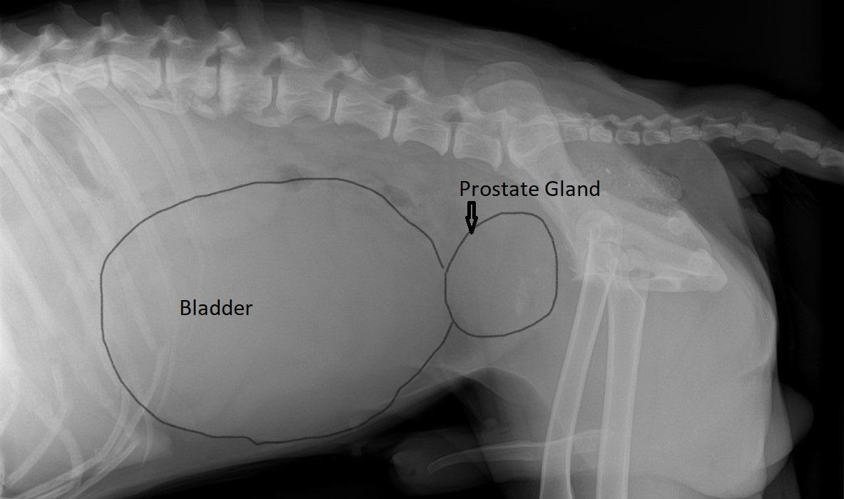 ruptured prostate in dog