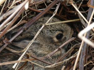 Baby rabbit best sale in yard